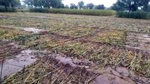 राजस्थान में यहां लगातार तीसरे दिन बारिश, खेतों में भरा पानी, बर्बाद हुई फसलें