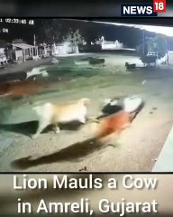Lion Attack Cow In Gujarat _ Gujarat News _ Lion Attack Cow Video _ Viral Video _Shorts _ CNN News18(480P)