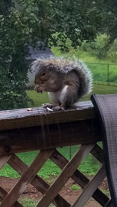 Squirrel Has a Tailbrella