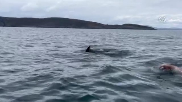 Master yüzücünün yeni başarısına yunuslar da eşlik etti