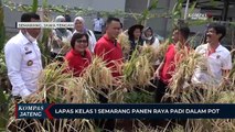 Lapas Kelas 1 Semarang Panen Raya Padi dalam Pot