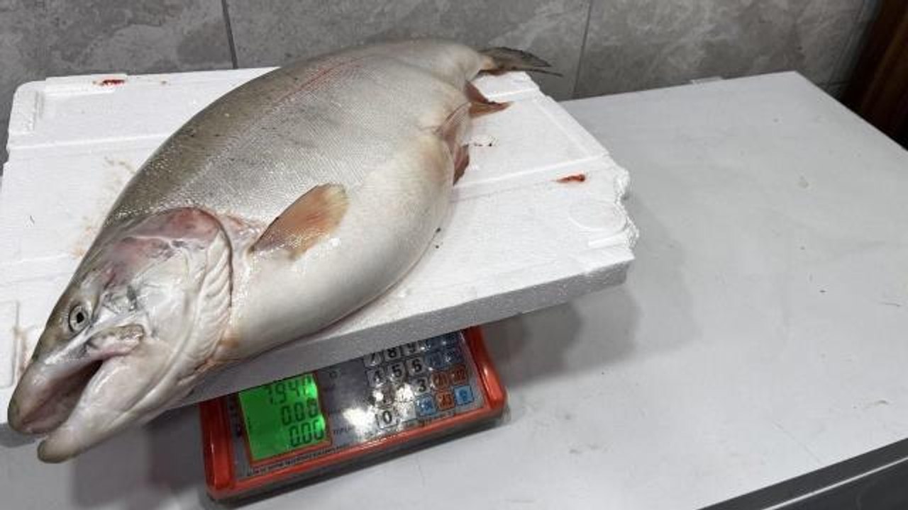 Bursa haberi | İznik Gölü'nde 8 kiloluk somon balığı yakalandı