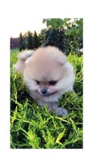 Cutedog ll Cute animals ll Cute video ll