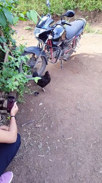 Murgi maa aur uske chuze | मुर्जी माँ और उसके चूज़े | Chicken chicks care challenge