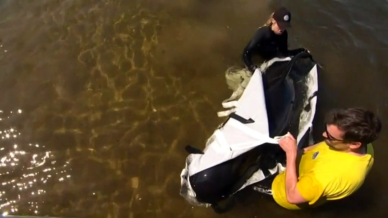 Marine experts trying to refloat last remaining whales