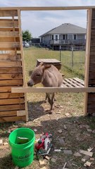 Poor Waffles the Donkey is Boarded Out of Job Site