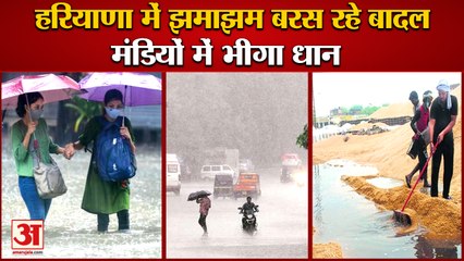 Monsoon Become Active Once Again In Haryana|बारिश से किसान परेशान,मंडियों में भीगा धान|Haryana Rain