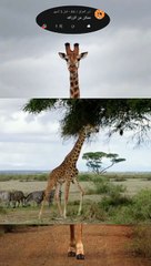 تعرف على الزرافه