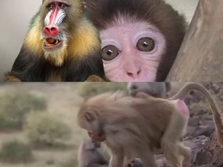 هل تعرف أن أول من نزل على القمر هو القرد