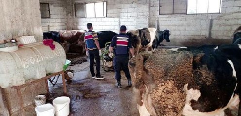 3 İLDE BESİCİLERİ SAHTE DEKONTLA DOLANDIRANLARA OPERASYON: 10 GÖZALTI