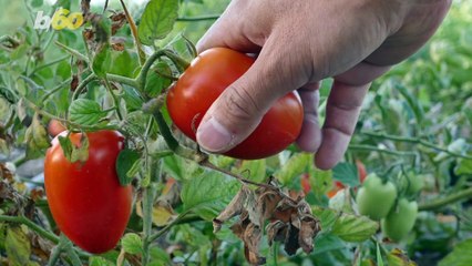 Americans Love to Eat Their Fruits and Veggies