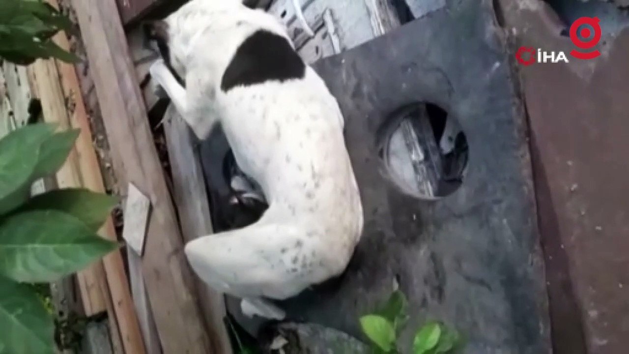 Yavruları ölen köpek, annesiz kediyi emzirmeye başladı