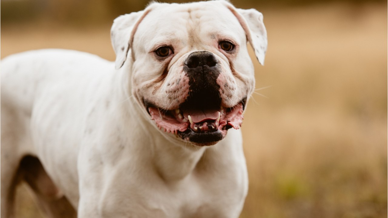 Dog covered in sores and scars was rescued from the streets; authorities are now searching for its cruel owner