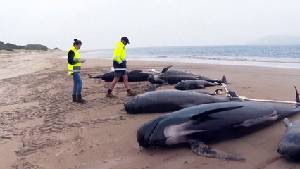 Australien: Fast alle gestrandeten Grindwale sind tot