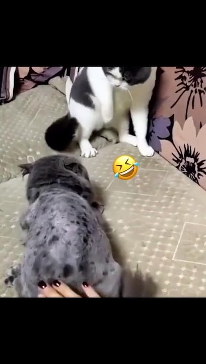 Cat fun