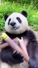 Cute panda eating food