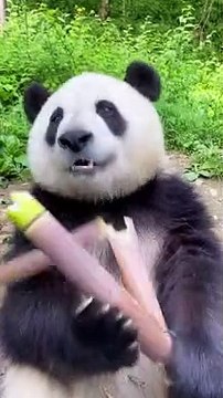 Cute panda eating food