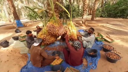 التمور في السعوديةDates harvesting in saudi موسم التمور في القصيم