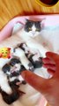 Cute baby kittens and mom cat #short #clip #viral