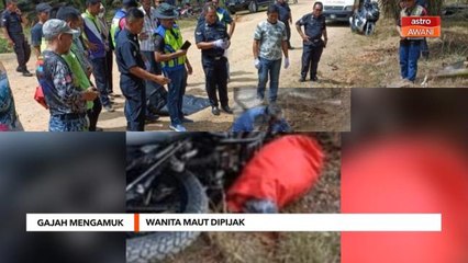 Gajah Mengamuk | Wanita maut dipercayai dipijak gajah