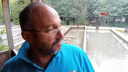 Selin vurduğu tesiste binlerce alabalık öldü