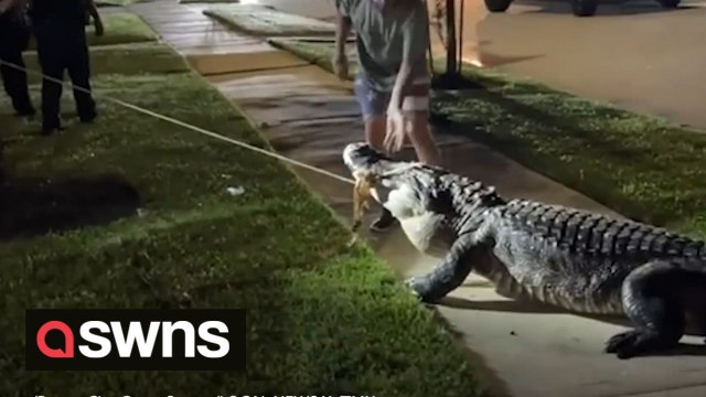 Massive 12-foot alligator captured on residential street in Texas neighbourhood