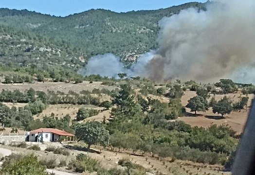 İzmir'de orman yangını: Havadan ve karadan müdahale başladı