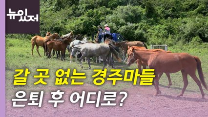 [영상] 갈 곳 없는 경주마들, 은퇴 후 어디로? / YTN