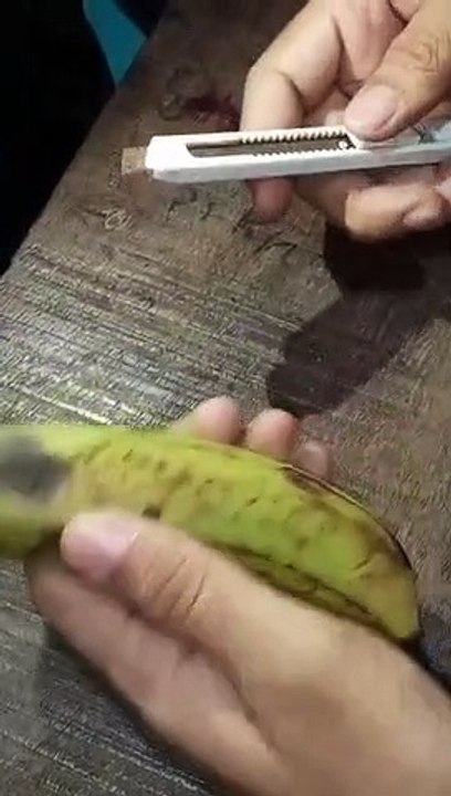 Parthenocarpic fruit banana |Dissection of Banana |Epicarp mesocarp and Endocarp of Banana |Dissection