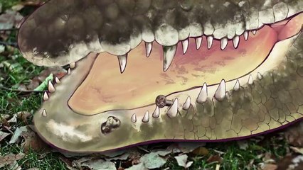 Animal Rescue ASMRTooth extraction animation for crocodileOne Tooth Cave 6 broken teeth extracted