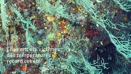 Réchauffement climatique: "mortalité massive" de gorgones en Méditerranée