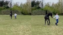 Hangry horse almost delivers a brutal kick to her owner's ribs