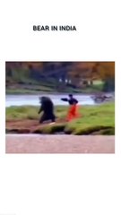 Bear in usa and indai