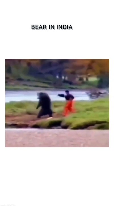 Bear in usa and indai