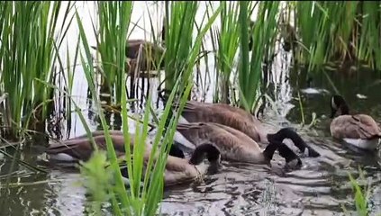 Duck in water swimming