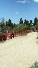 Black Bear Family Climbs Over Fence