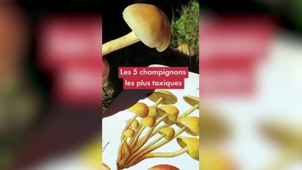 Les 5 champignons les plus toxiques