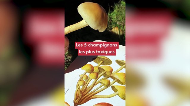 Les 5 champignons les plus toxiques