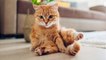 Ever wonder how many surfaces your cat’s bum touches in your house? Here is the surprising truth