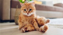 Ever wonder how many surfaces your cat’s bum touches in your house? Here is the surprising truth