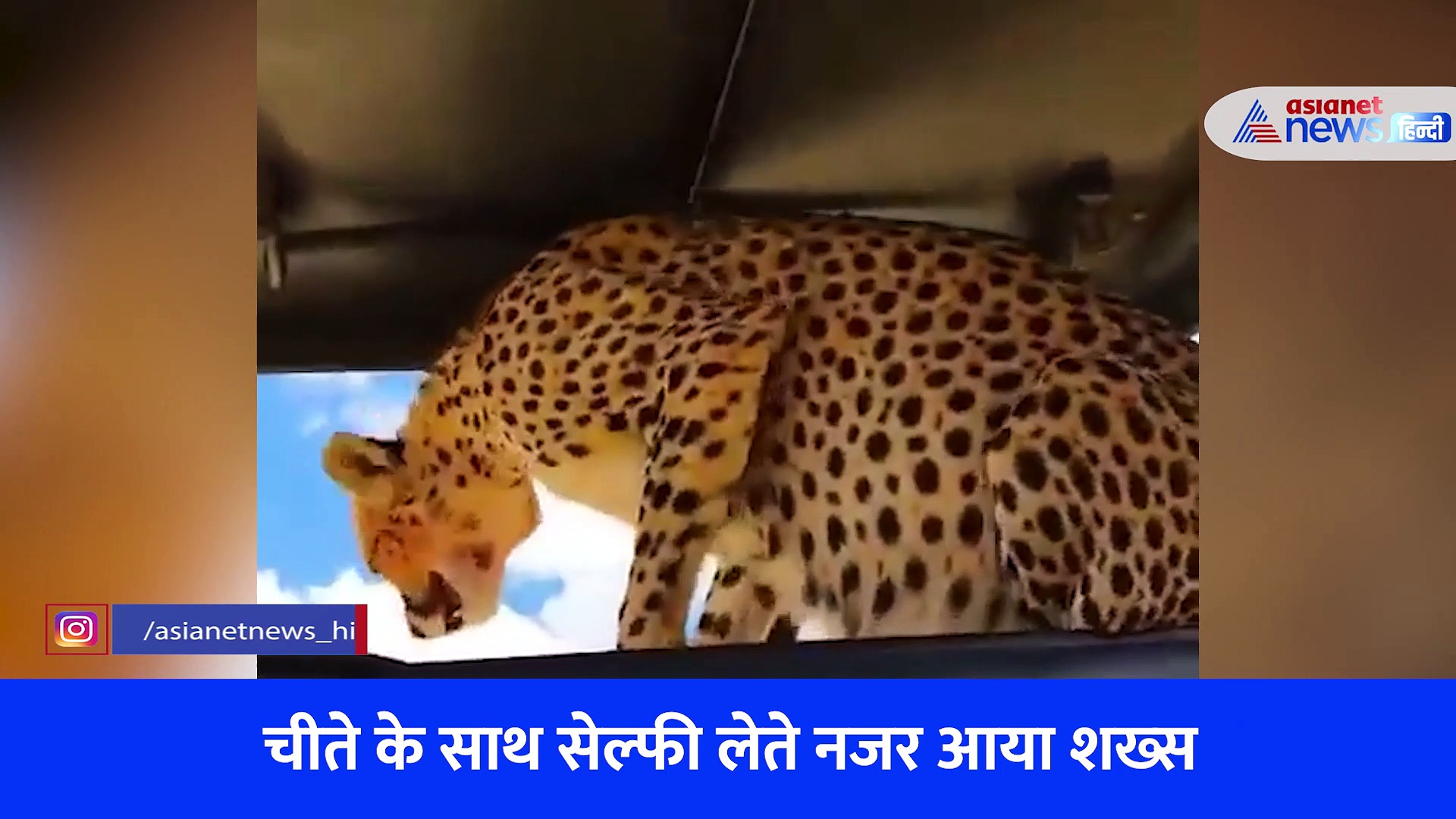 घूमने आए लोगों से कुछ इस तरह मिला चीता, शख्स ने ली सेल्फी... देखें सांसे रोक देने वाला Video 