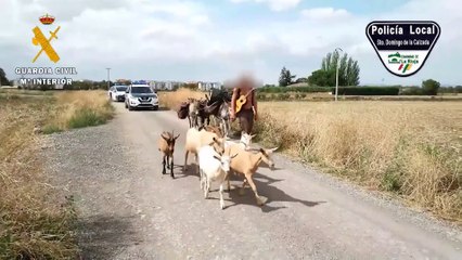 Identificado un peregrino que realizaba el Camino de Santiago con 11 animales