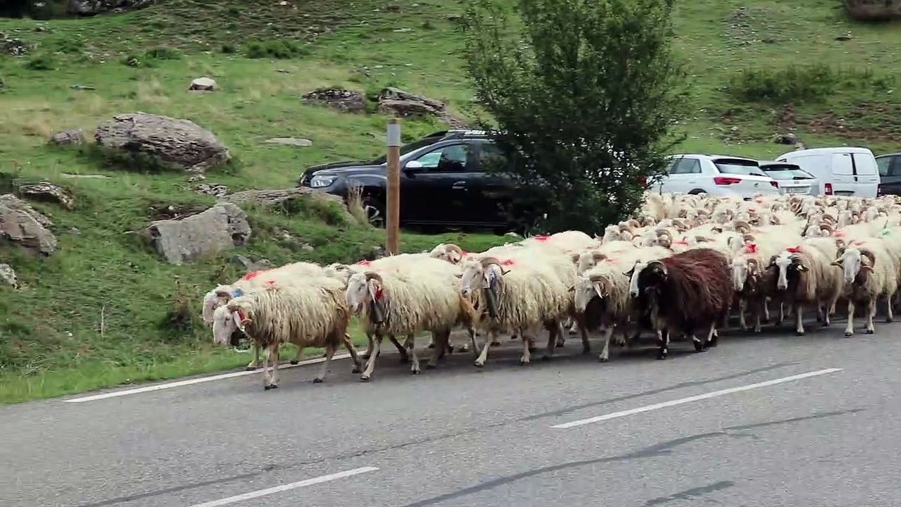 IMG_3027 Laruns (64), transhumance vers le Col du Pourtalet 3 CLIPS JOINTS