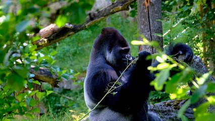 wild life in trees in the Gorilla