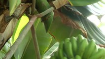 La producción de plátano en La Palma tardará cinco años en recuperarse