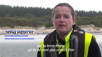 Australie: 200 cétacés meurent échoués sur une plage