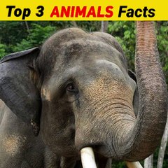 क्या आप जानते हैं चीटियां क्यों सोती नहीं है animals fact videos #shorts #shortsvideo