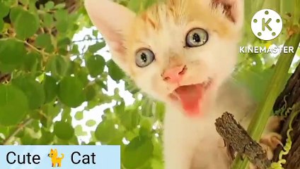 Cute Cat| Cute  Cat  voice