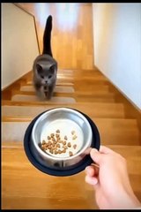 Dear Cat ! Why are you so cute | Chocorama