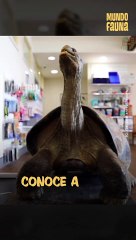 Hugo, la tortuga gigante de Galápagos más famosa